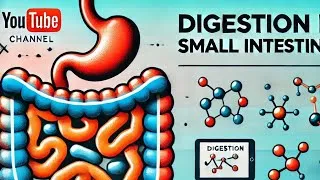 Thumbnail: Digestion in Small intestine
