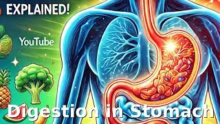 Thumbnail: Digestion in stomach