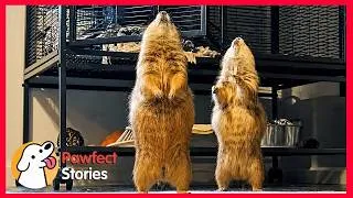 Thumbnail: These Two Prairie Dogs Are OBSESSED With Cuddles! | Pawfect Stories