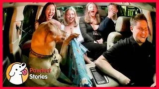 Thumbnail: The nervous dog took over his father's role as an Uber Pilot Assistant