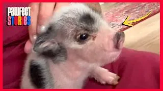 Thumbnail: Piglet sweetly tells mom when it's bedtime | Pawfect Stories