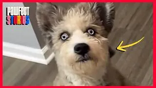 Thumbnail: Special needs dog no one wanted to play with finally makes a friend