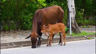 Thumbnail: Calves and their mother leisurely search for food - Sounds of cows mooing - Videos of cows