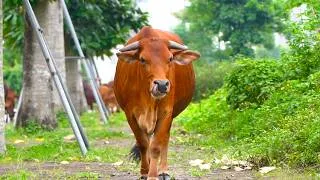 Thumbnail: Adorable cows playing together in the meadow - Cow mooing - Cow video