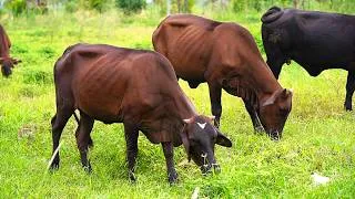 Thumbnail: Adorable herds of cows graze in the ripening rice fields - Characteristics of cows