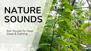 Thumbnail: Relaxing Tropical Rainfall in the Garden 🌧️ Nature Rain Sounds for Deep Sleep & Calming