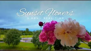 Thumbnail: 5 Hours Real-Time Footage 🌷 Flowers & Sunset | Relaxing Ambient Music, Perfect for Relaxation