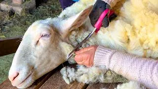 Thumbnail: Living Tradition: How Sheep Are Still Sheared by Hand in the Carpathians | Cozy Village Life
