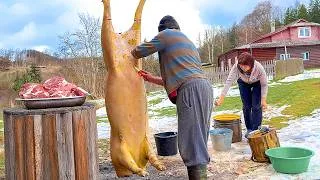 Thumbnail: Harvesting a 180 Kg Pig the Traditional Village Way. Cozy Village Life in the Mountains