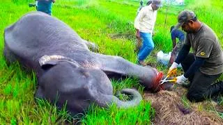 Thumbnail: Wild Elephant Trapped in a Wire Snare #elephant