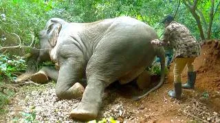Thumbnail: Injured Young Tusk Elephant Rescued After Illegal Trap Gun Blast | Treatment & Rescue #elephant