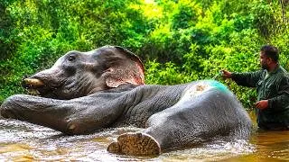 Thumbnail: Giant Tuskers' Deadly Fight Ends in Dramatic Wild Elephant Rescue #elephant