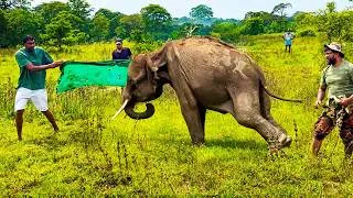 Thumbnail: Baby Elephant Shot in Both Hind Legs #elephant