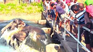 Thumbnail: Massive Elephant Trapped in ZD Canal #elephant