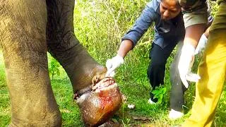 Thumbnail: Wild Elephant Suffers Severe Leg Injury After Getting Entangled in Fishing Net #elephant