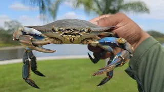 Thumbnail: Great Day of Crabbing in Atlantic Beach**Catch And Cook**Big Blue Crabs 