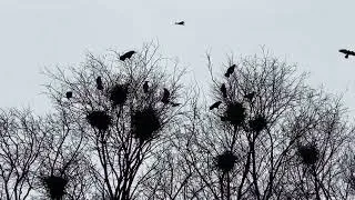 Thumbnail: Netherbury rookery