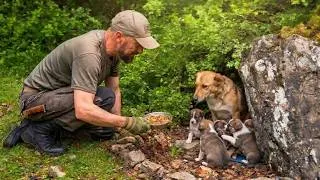 Thumbnail: “I Found a Stray Mother Dog and Her Puppies Deep in the Forest”