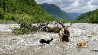 Thumbnail: At the bushcraft wilderness camp my dogs and I crossed a dangerous river and it almost swept us away