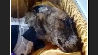 Thumbnail: Dog funeral in Jamaica.