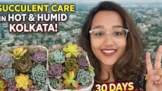 Thumbnail: Growing Succulents in Kolkata's Heat & Humidity: 30-Day Honest Results