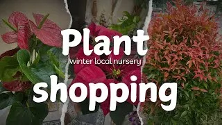 Thumbnail: Patuli Plant Nursery Kolkata Tour – Best Rare Plants & Prices!