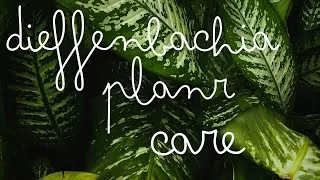 Thumbnail: Dieffenbachia Plant Care for Hot Indian Summers | Keep Your Dumbcane Thriving