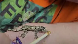 Thumbnail: One of our "bred by us" Chahoua geckos enjoying dinner!