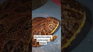 Thumbnail: Big Bertha, my Ornate Pacman Frog eating Large Dubia Roaches.