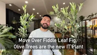 Thumbnail: Can You Really Grow An Olive Tree as a Indoor Houseplant?!