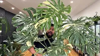 Thumbnail: Massive Plants Haul - Variegated Monsteras + Houseplant Updates