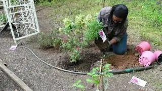 Thumbnail: Butterfly bushes, Limelight Hydrangea and Clematis get added to cut flower garden border