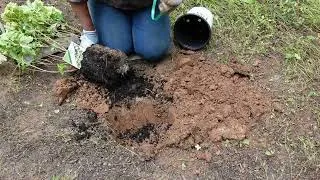 Thumbnail: Weeding Cut Flower Garden area and planting Limelight Hydrangea