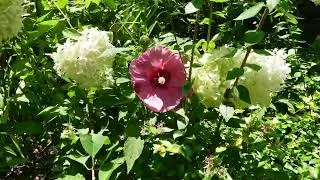 Thumbnail: Vegetable garden update, harvest, and weeding