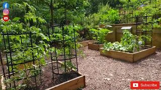 Thumbnail: Vegetable garden update, placing a new garden bench, and planting Silver Heart Brunnera