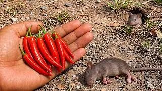Thumbnail: 🔥Very Few People Know This Rat Repellent Trick! You Won’t Believe What Happened🐭 Amazed!