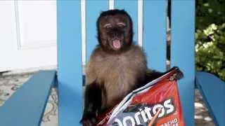 Thumbnail: Hangover 2 Monkey as Doritos Steve - Outtakes