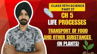 Thumbnail: Transport of Food in Plants | Phloem & Translocation Class 10 #LifeProcess