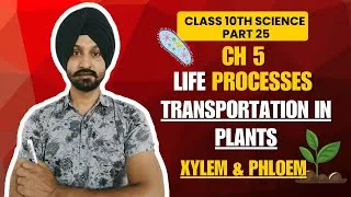 Thumbnail: Transportation in Plants | Xylem & Phloem | Class 10 Life Process #CMA