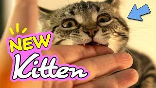 Thumbnail: Meet Starfire ⭐🔥 my NEW stray kitten