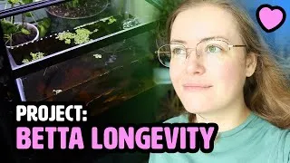 Thumbnail: The Healthy Betta Project 🩷
