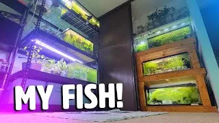 Thumbnail: I'm back, and here is my little apartment fishroom 👋😊