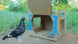 Thumbnail: Technique Quick Pigeon Trap Using Cardboard Box - Best DIY Bird Trap
