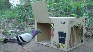 Thumbnail: Easy Simple Pigeon Trap Using Cardboard Box - DIY Quick Bird Trap