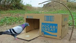 Thumbnail: Easy Quick Pigeon Trap Using Cardboard Box And Wood - Creative Unique Bird Trap
