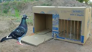 Thumbnail: Simple Quick Pigeon Trap Using Cardboard Box - Easy Unique Bird Trap