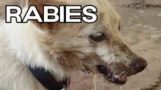 Thumbnail: The Five Gene Viral Bullet