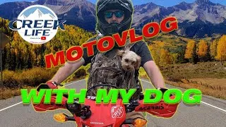 Thumbnail: Cavapoo Puppy Dual Sport Trail Ride! CRF 250l
