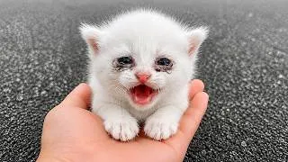 Thumbnail: The pleas for help from these tiny kittens have touched the hearts of many.