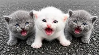 Thumbnail: The Tiny Kittens' Pleas for Help Touched My Heart